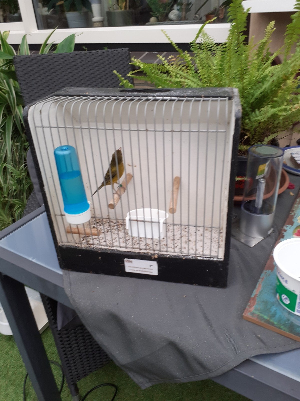 te koop jonge raza kanarie  man, Dieren en Toebehoren, Mannelijk, Kleurkanarie