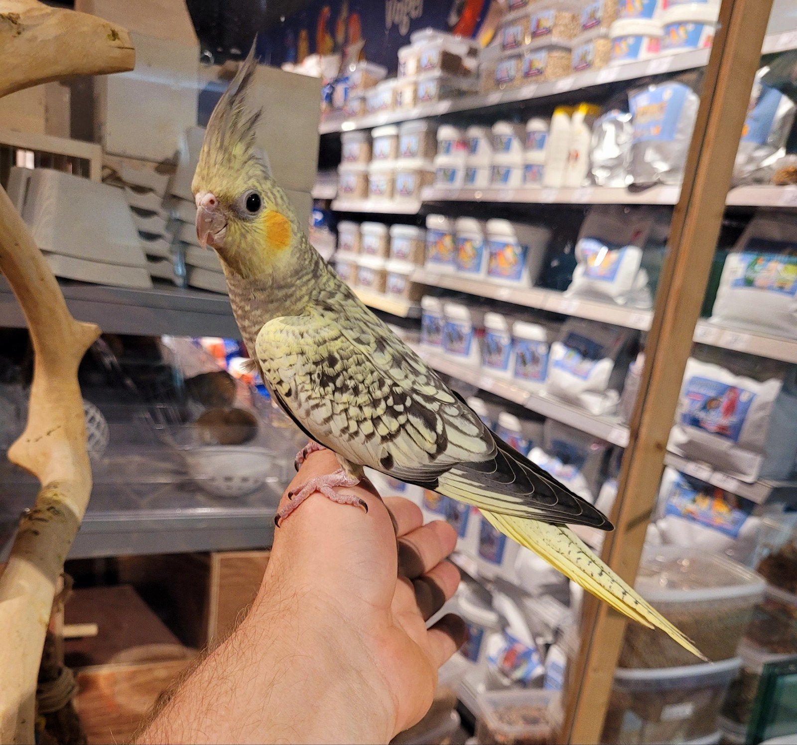 Valkparkiet super lief en super tam., Meerdere dieren, Parkiet, Tam