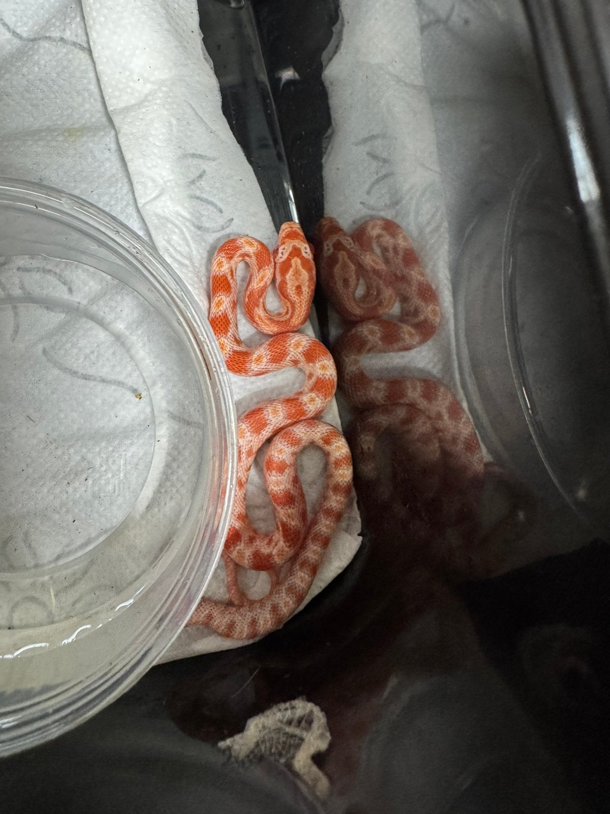 Rattenslangen nk 26 Pantherophis guttatus, Dieren en Toebehoren, Slang, 0 tot 2 jaar
