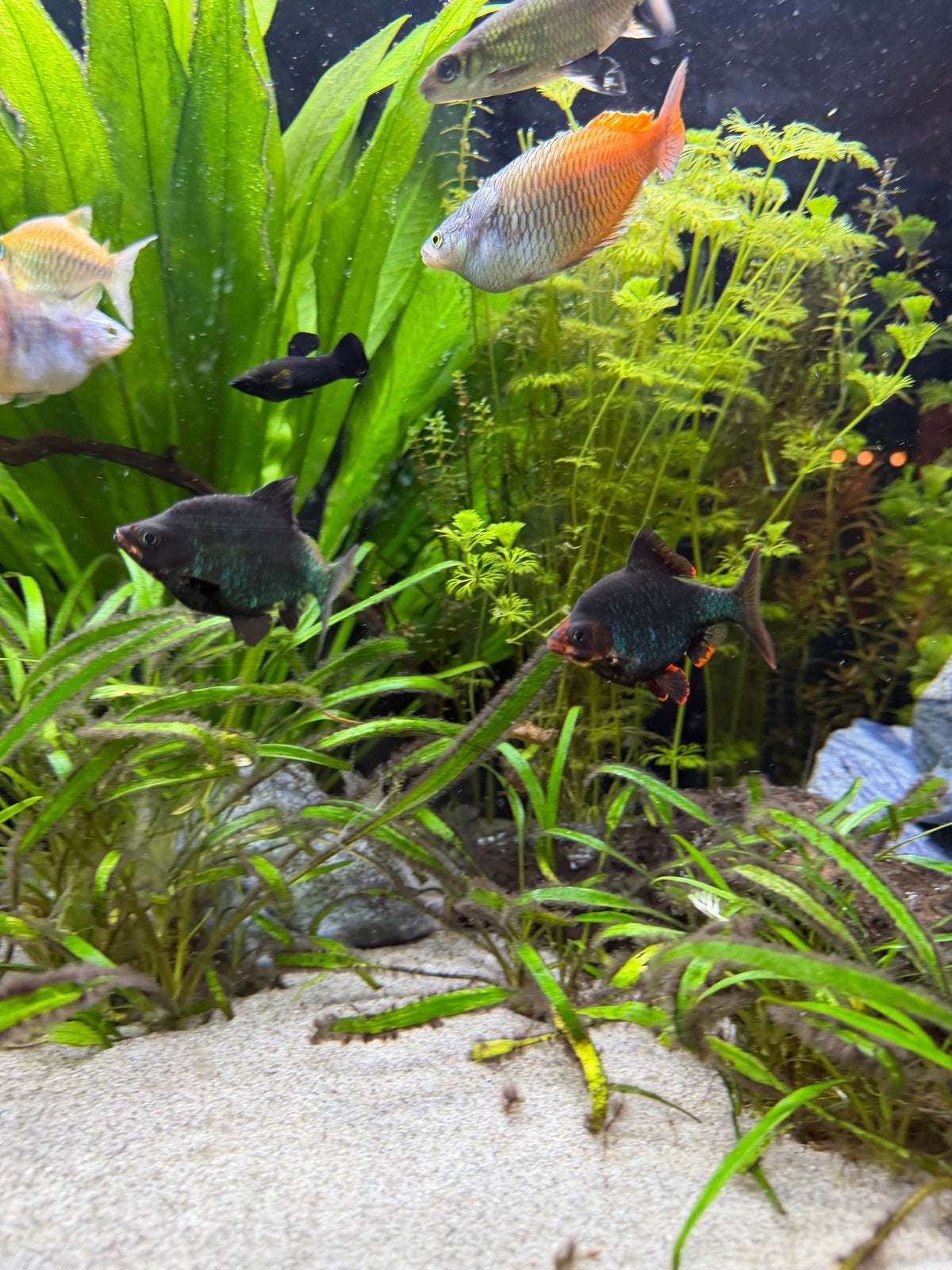 barbus tetrazona / sumatraan groen 2 stuks voor 5 euro, Dieren en Toebehoren, Vissen | Aquariumvissen, Vis, Zoetwatervis, Schoolvis