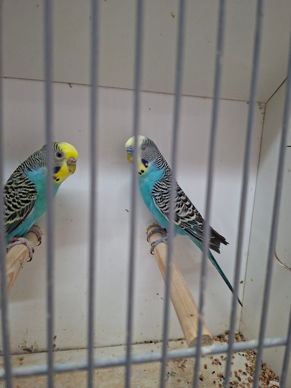 2 koppels geelmasker grasparkieten, Dieren en Toebehoren