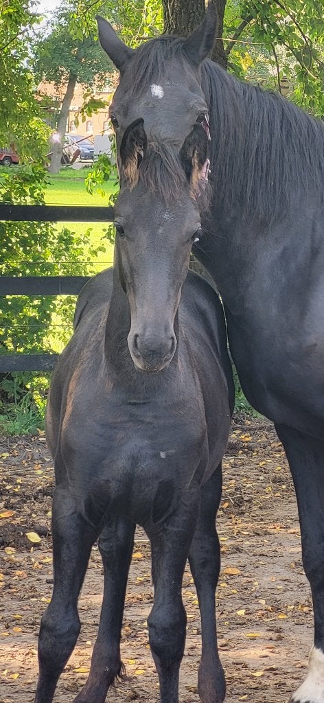 Te koop; Fries merrieveulen van Auwert 514, Dieren en Toebehoren, Merrie, Met stamboom, Dressuurpaard, 0 tot 2 jaar