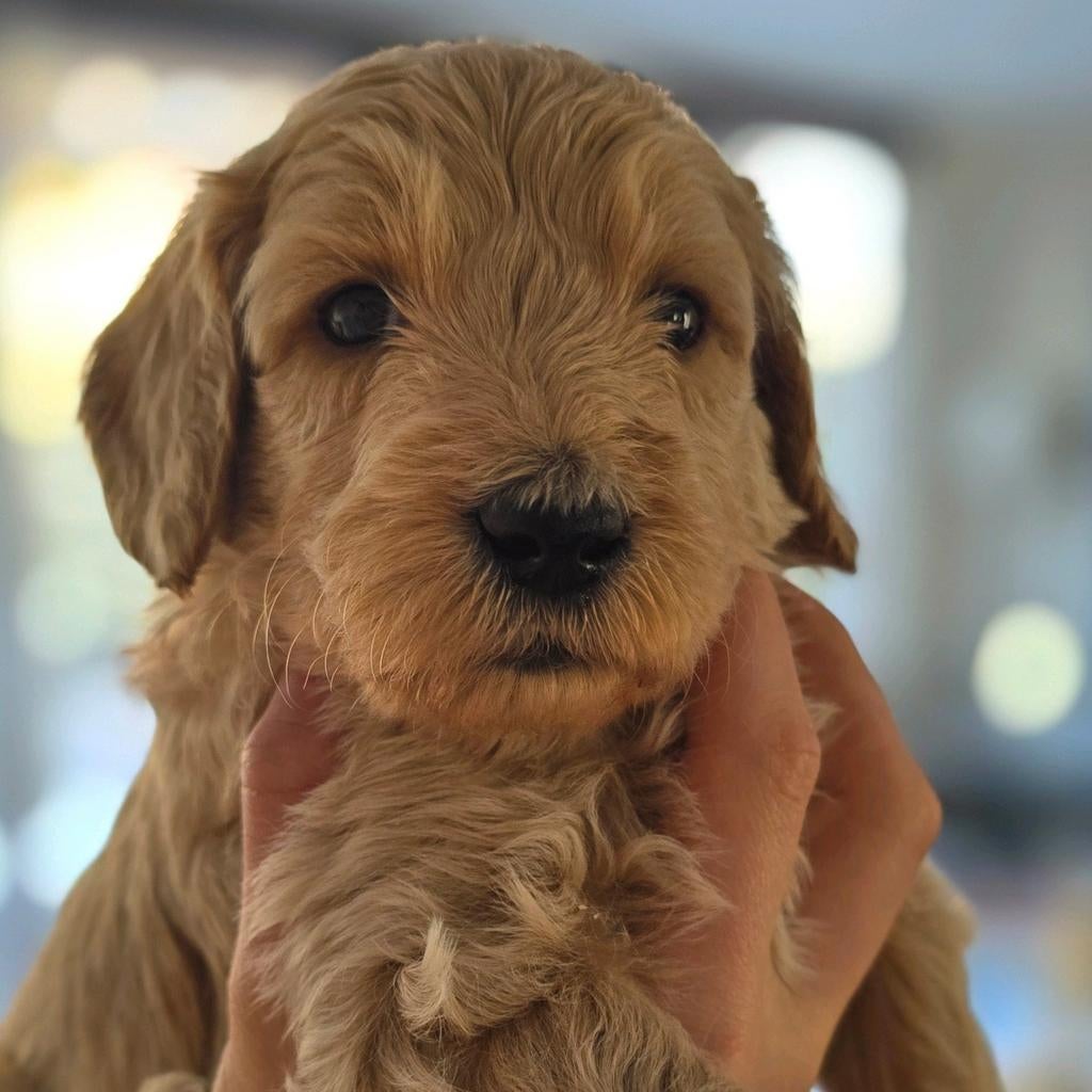 Labradoodle pups medium, Dieren en Toebehoren, Honden | Retrievers, Spaniëls en Waterhonden, Overige rassen, 8 tot 15 weken, Meerdere