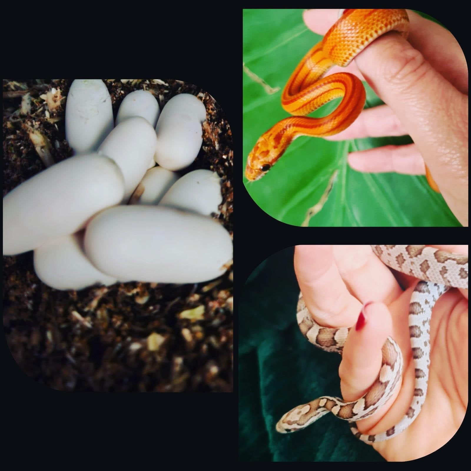 Koppel rattenslangen Rat Snake photo 5