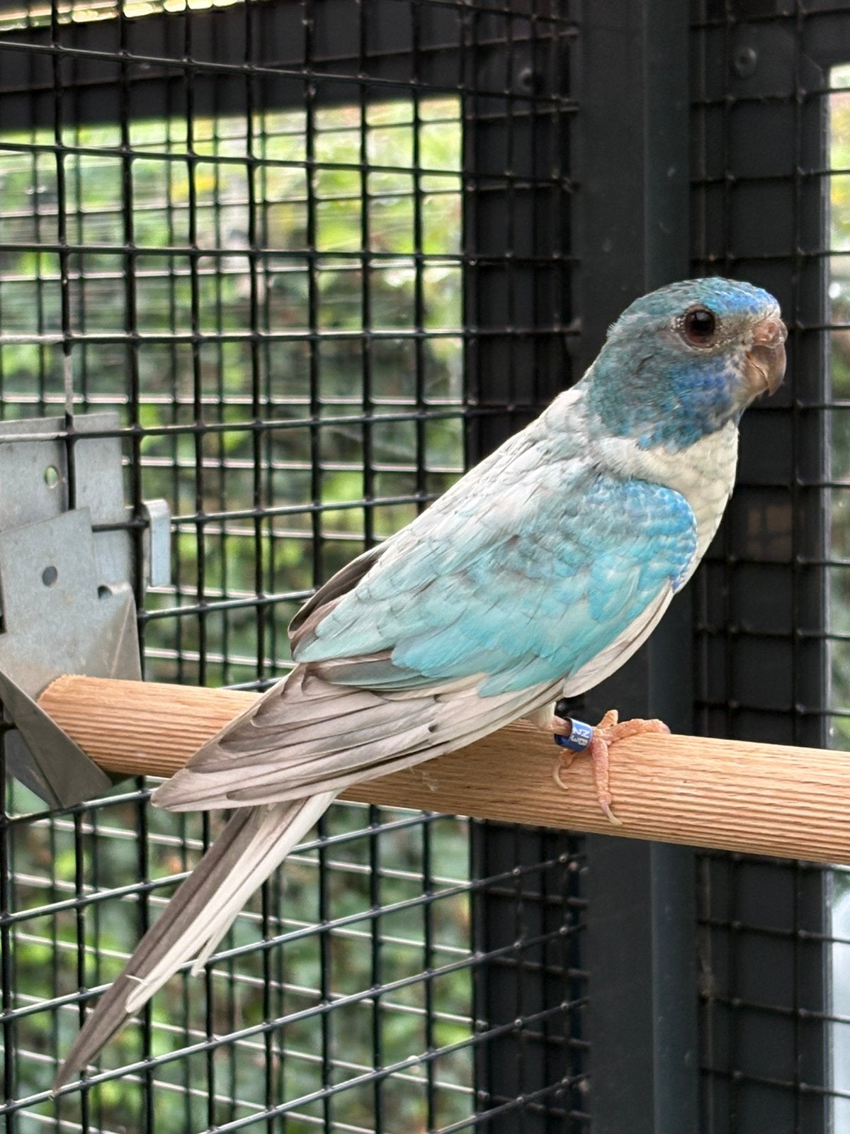 Splendid parkiet pop, Dieren en Toebehoren, Vrouwelijk, Parkiet, Geringd