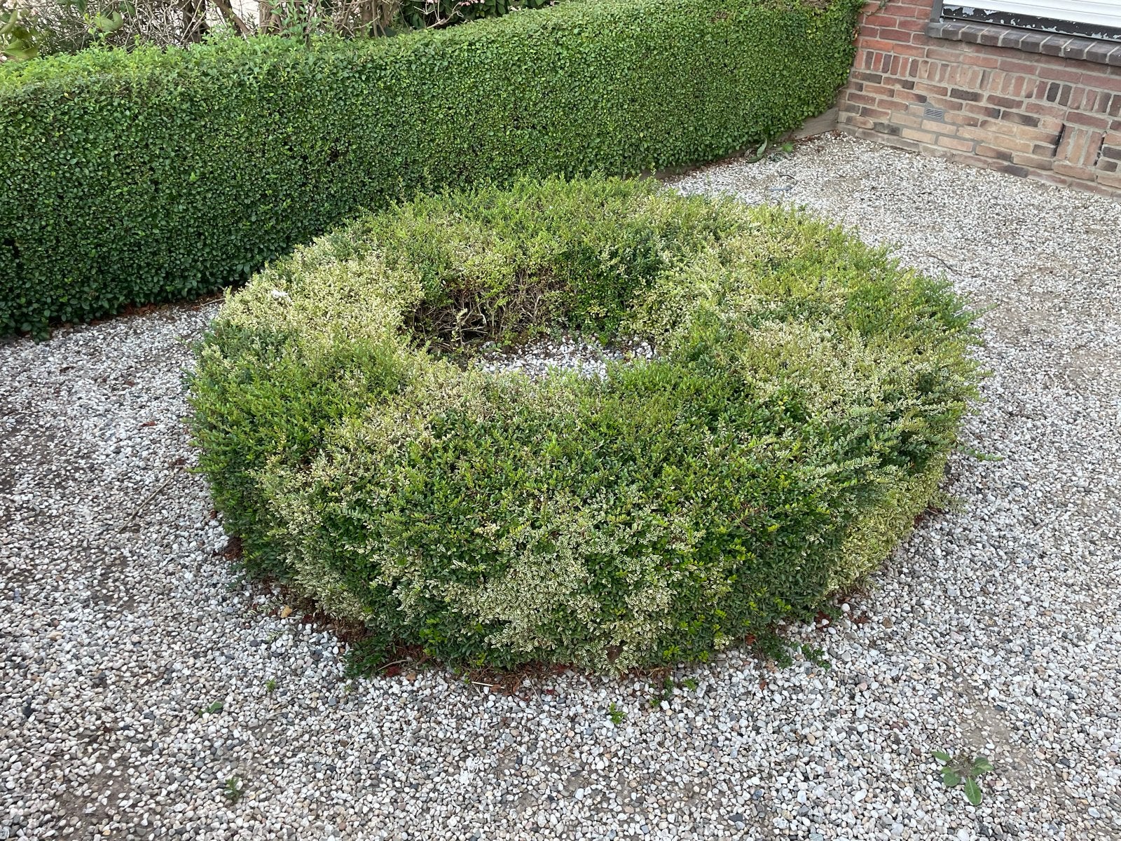 Gratis struiken cirkel, Tuin en Terras, Planten | Struiken en Hagen, Ophalen, Haag