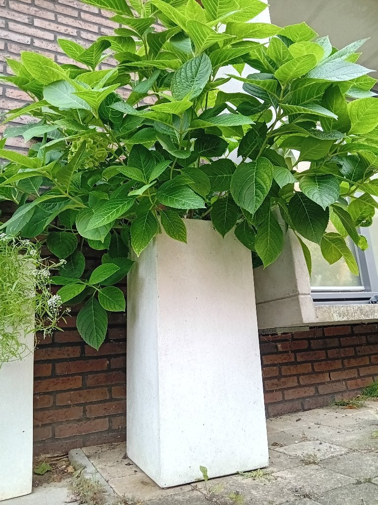 Hortensia in hoge bloembak, Tuin en Terras, Ophalen, Overige materialen, Gebruikt, 100 cm of meer