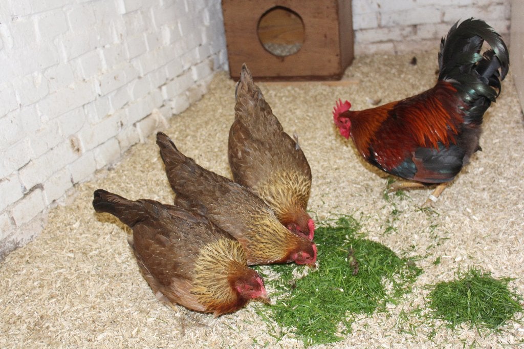 Welsumer krielen, Dieren en Toebehoren, Vrouwelijk, Kip