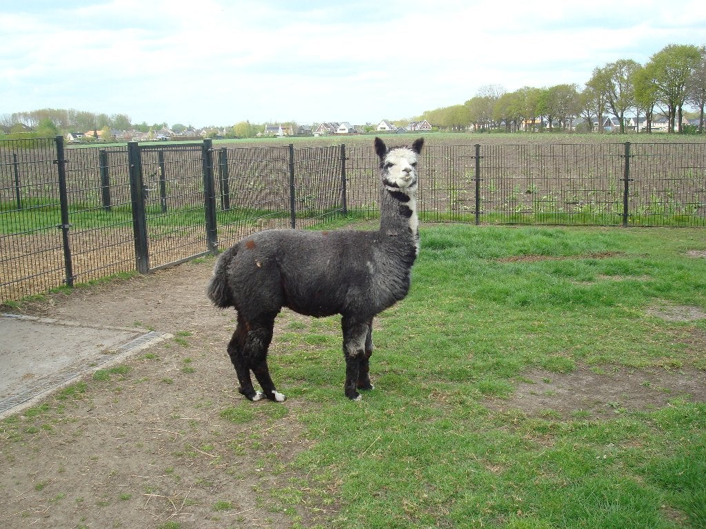 alpaca, Dieren en Toebehoren, Overige Dieren, Juli, Mannelijk