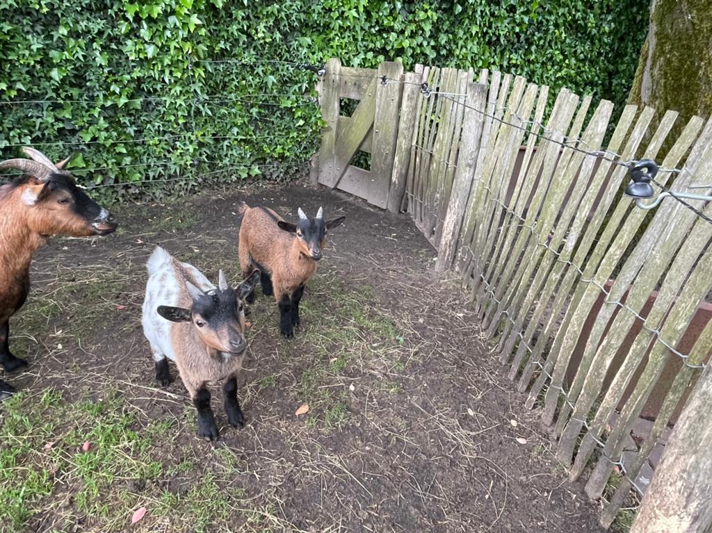 2 gezonde jonge dwerg geit bokken, Dieren en Toebehoren, Schapen, Geiten en Varkens, Mannelijk, Geit
