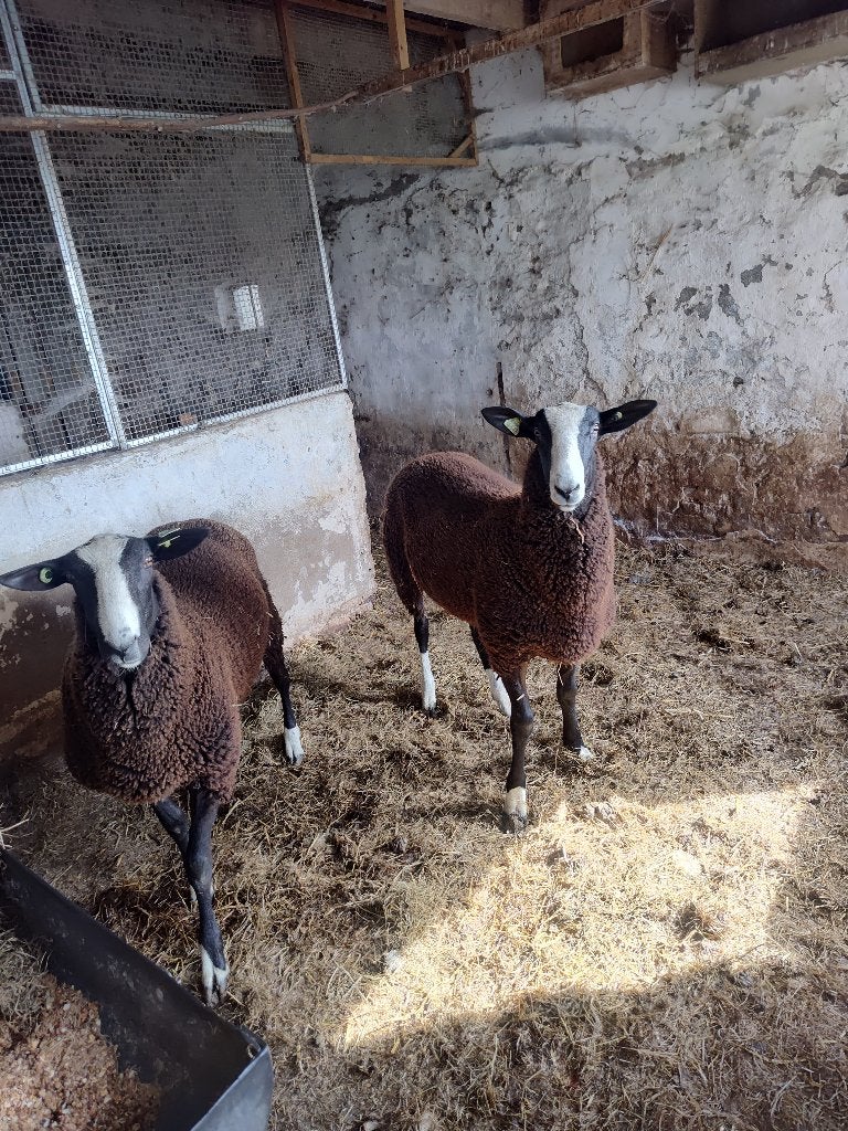 Te koop; zwart bles dekrammen, Mannelijk, Schaap, 0 tot 2 jaar