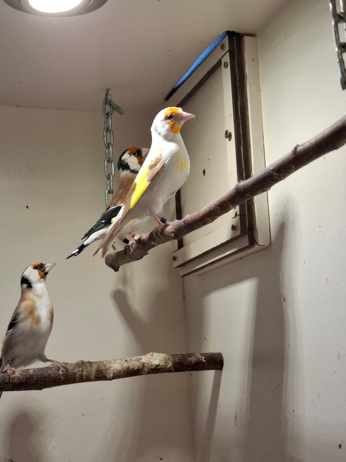 Putters wildkleur pop., Dieren en Toebehoren, Meerdere dieren, Wildzangvogel, Geringd