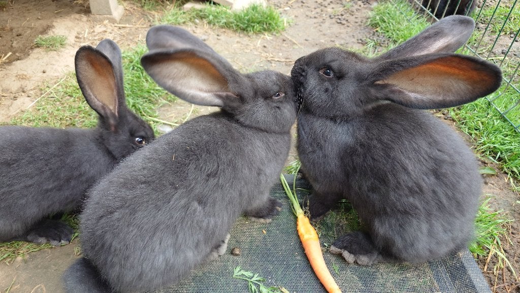 Vlaamse reuzen zwart, Meerdere dieren, Groot, 0 tot 2 jaar