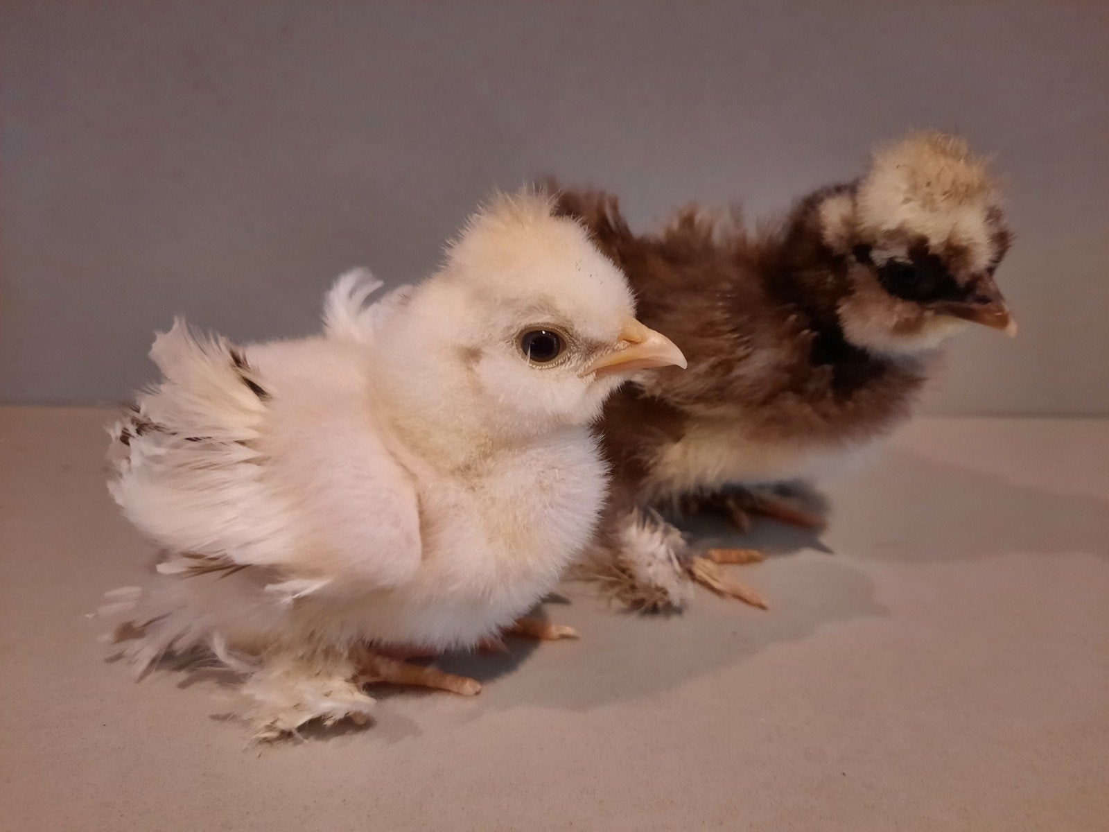 Hele mooie USA Zijdehoen krulveer kuikens ♀️ DNA getest hen, Dieren en Toebehoren, Pluimvee, Vrouwelijk, Kip