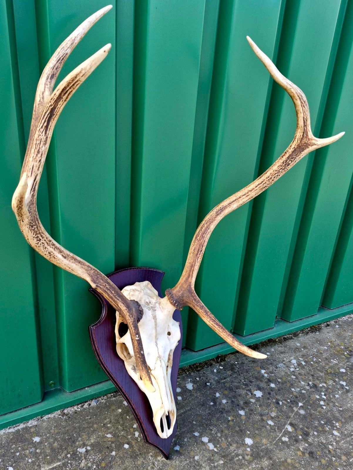Grote hertenschedel met gewei op houten plaat, Ophalen, Zo goed als nieuw, Hert, Gewei of Kop