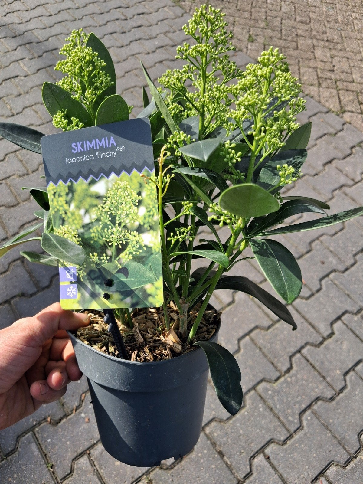 Skimmia Japonica 'Rubella' of 'Finchy' - Wintergroen, Ophalen of Verzenden, Overige soorten, Struik, Minder dan 100 cm