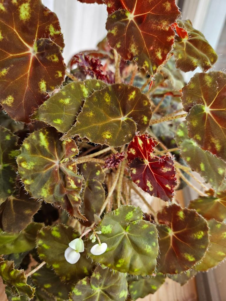 Bloeiende begonia, 3 plantjes in 1 pot, incl mand, Ophalen, Halfschaduw, Minder dan 100 cm