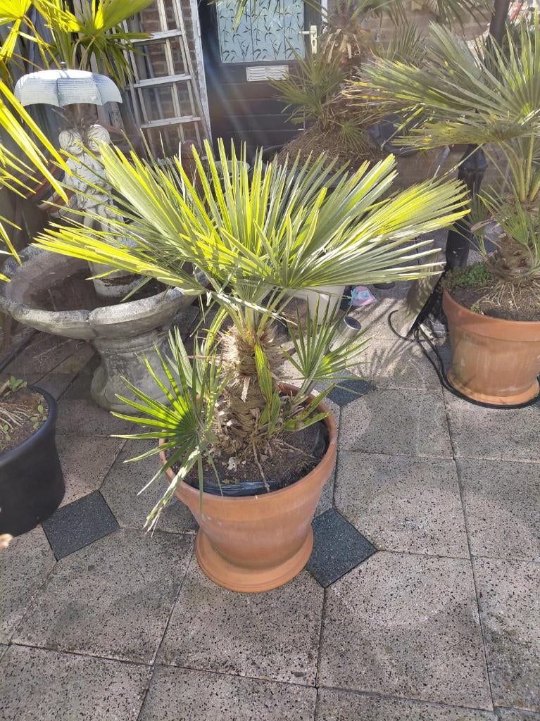 te koop mooie palm bieden komen alweer nieuwen bladeren aan, Tuin en Terras, Planten | Bomen, Bloeit niet, 100 tot 250 cm, Palmboom