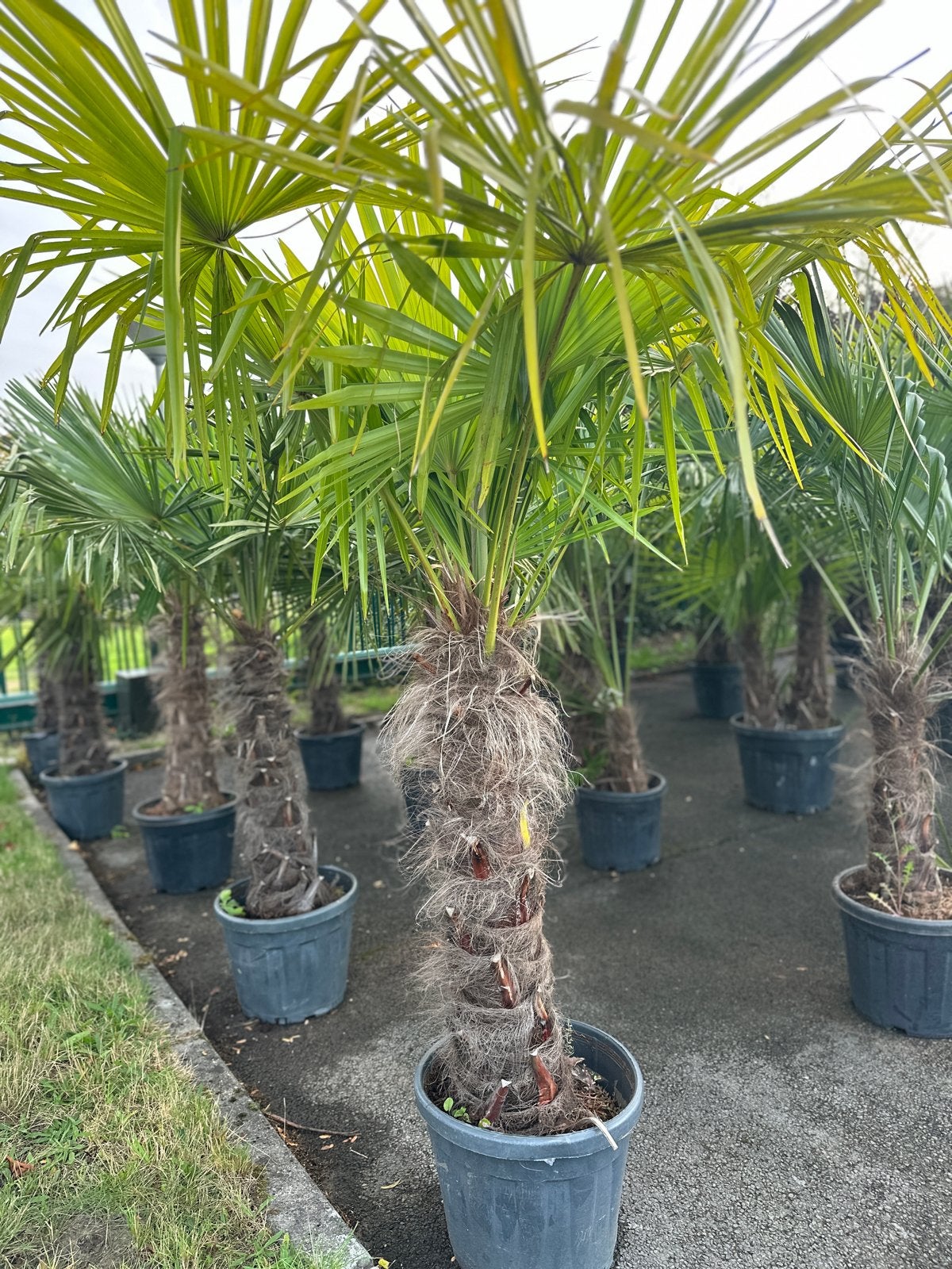 Trachycarpus Fortunei 200cm, Ophalen of Verzenden