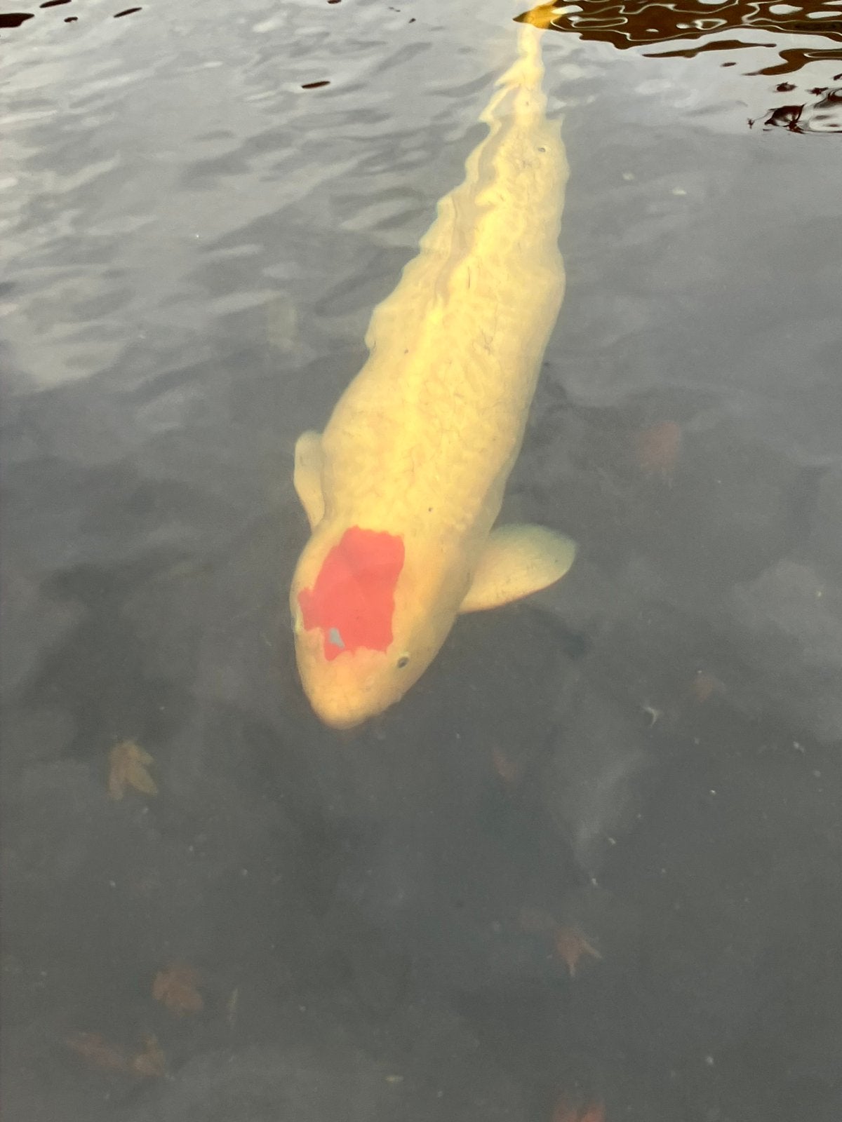 Mooie tancho van de kweker torazo, Karper of Koi