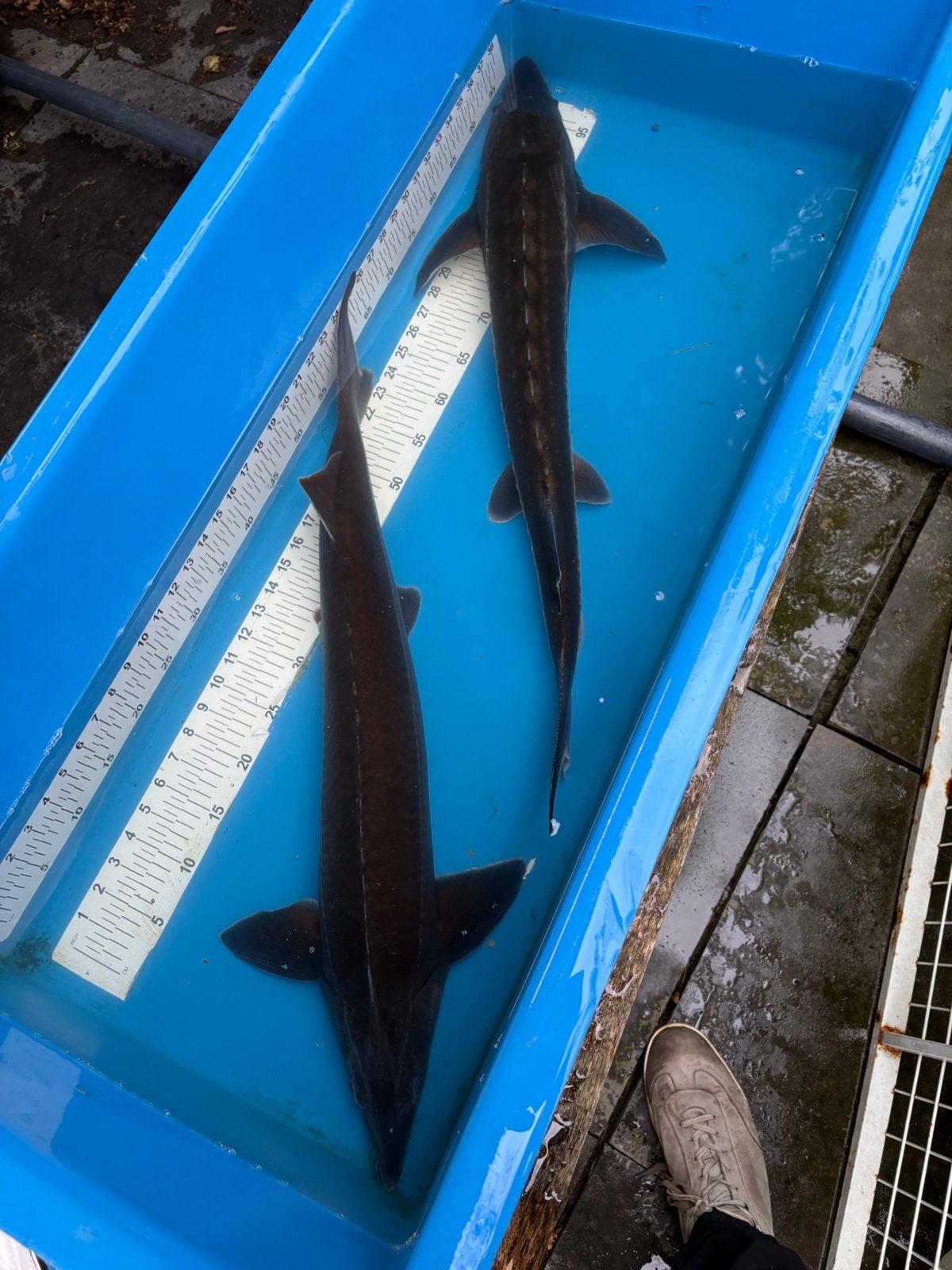 2x 75 cm steur, Dieren en Toebehoren, Vissen | Vijvervissen, Steur