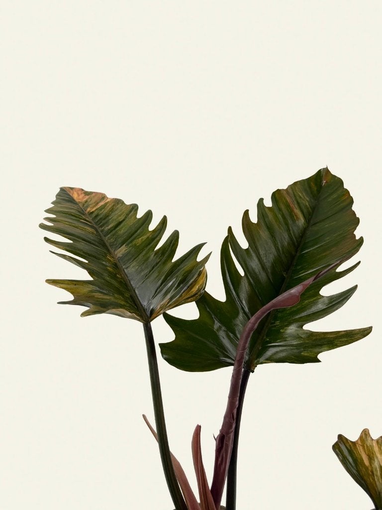 Philodendron Caramel Marble, Huis en Inrichting, Kamerplanten, Ophalen of Verzenden, Halfschaduw, Minder dan 100 cm