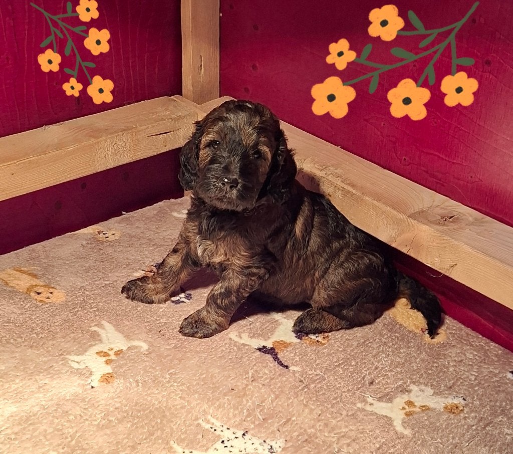 Golden Doodle pups, Nederland, Overige rassen, CDV (hondenziekte), 8 tot 15 weken