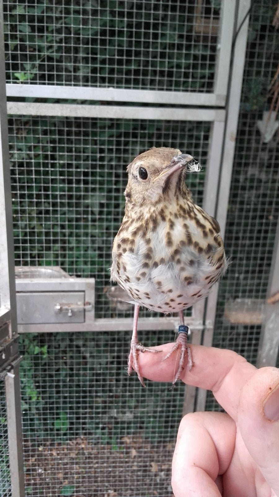 Zanglijster man van dit jaar, Dieren en Toebehoren, Mannelijk, Wildzangvogel, Geringd