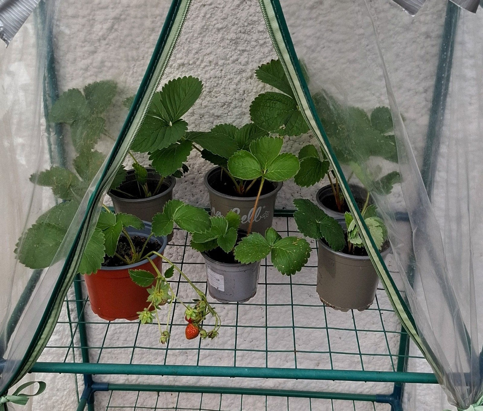planten, Ophalen, Volle zon