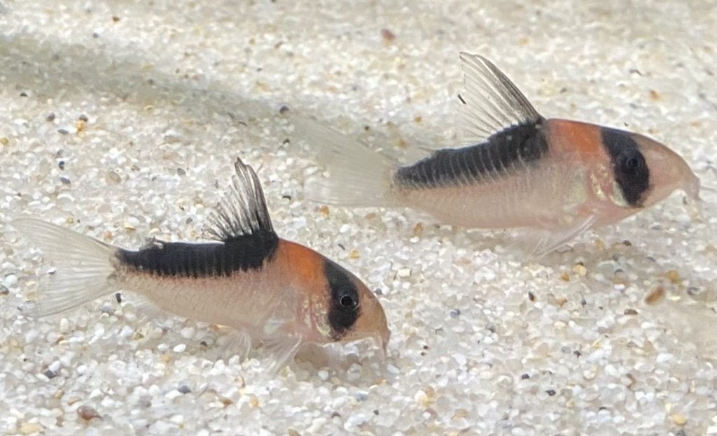 Corydoras (Hoplisoma) Duplicareus  – 5 voor €35, Vis, Zoetwatervis, Schoolvis