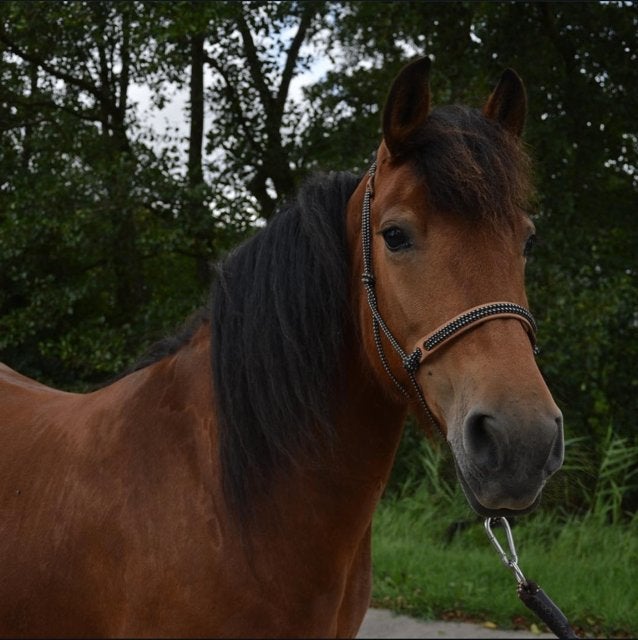 Kruising Haflinger X Fries, Merrie, 160 tot 165 cm, Onbeleerd, 11 jaar of ouder