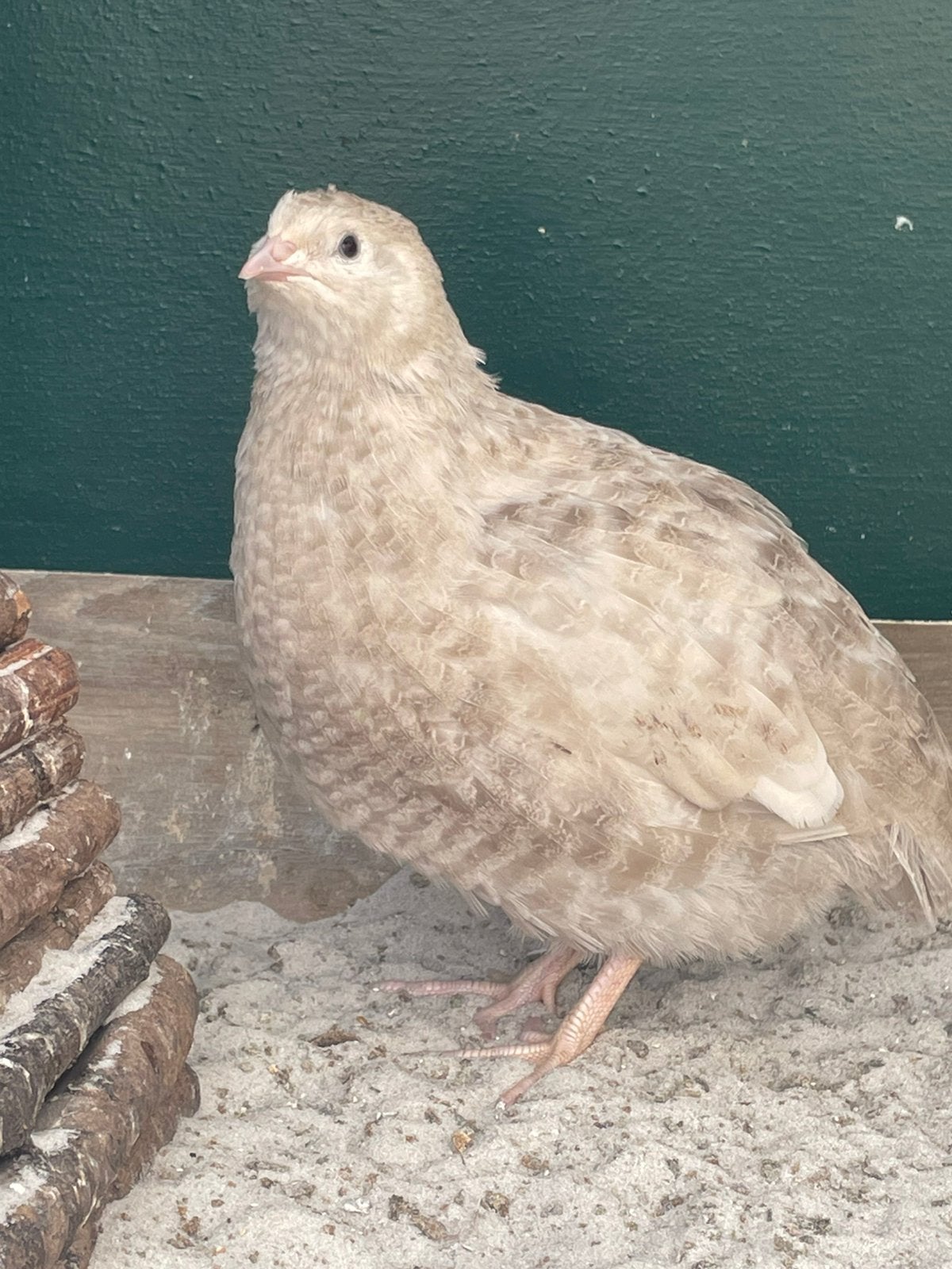 Japanse kwartel hennetjes, Dieren en Toebehoren, Vogels | Overige Vogels, Vrouwelijk