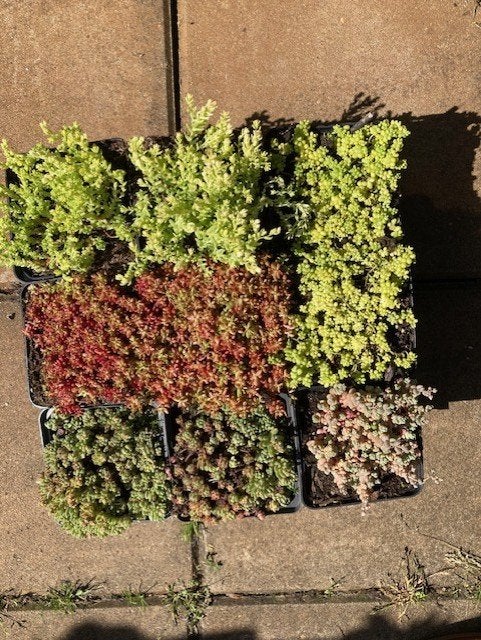 sedum plantjes, Verzenden, Vaste plant, Overige soorten, Volle zon