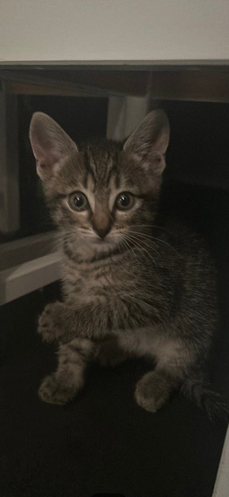 Kittens, Meerdere dieren