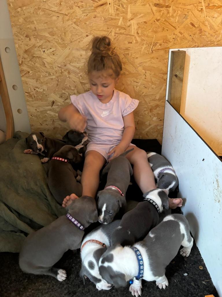 Blue American Staffordshire Terrier Puppies, Dieren en Toebehoren, 8 tot 15 weken, Meerdere, Meerdere dieren, Nederland