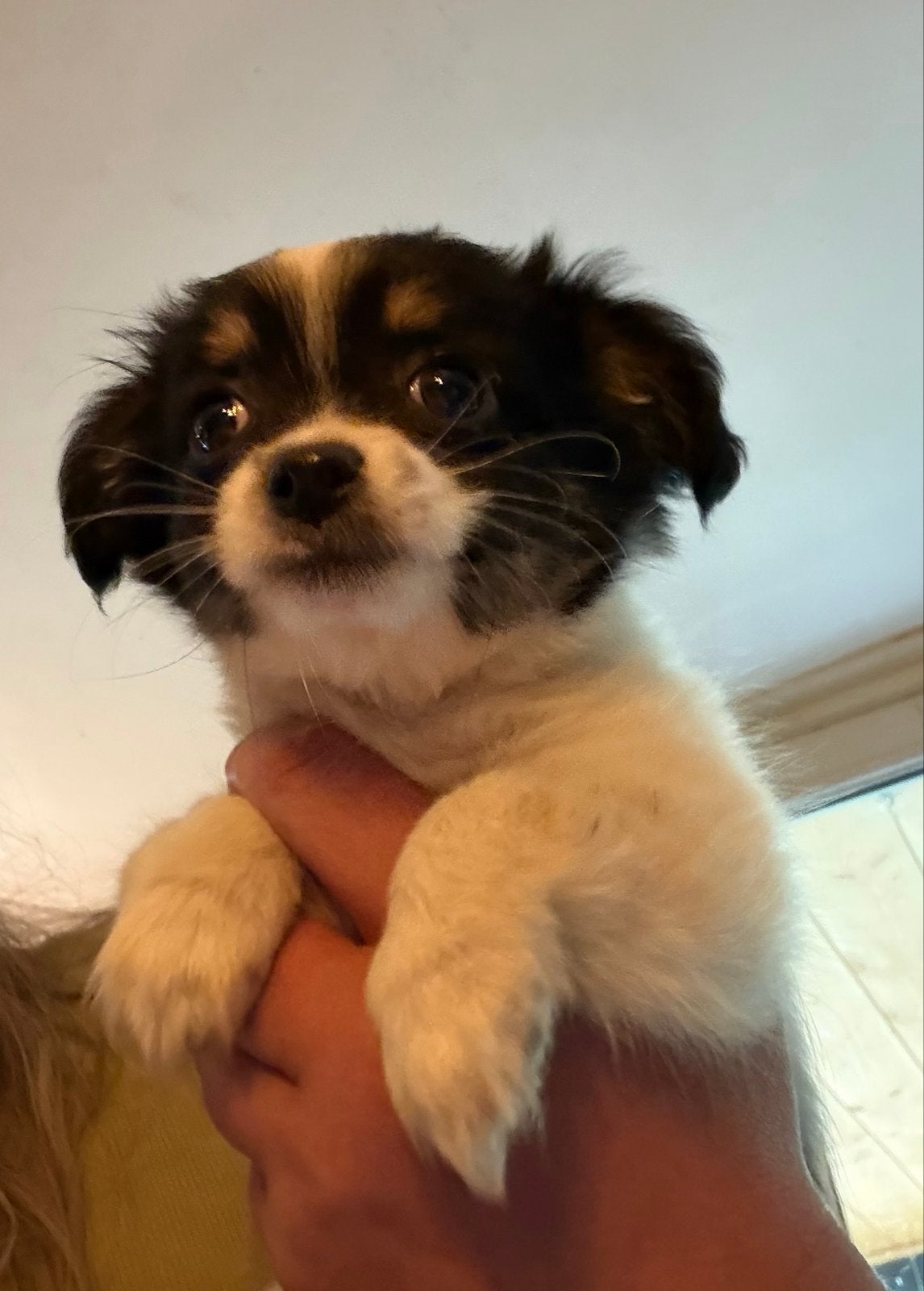 Kruising chihuahua pups, Parvo, 8 tot 15 weken, Meerdere, Meerdere dieren