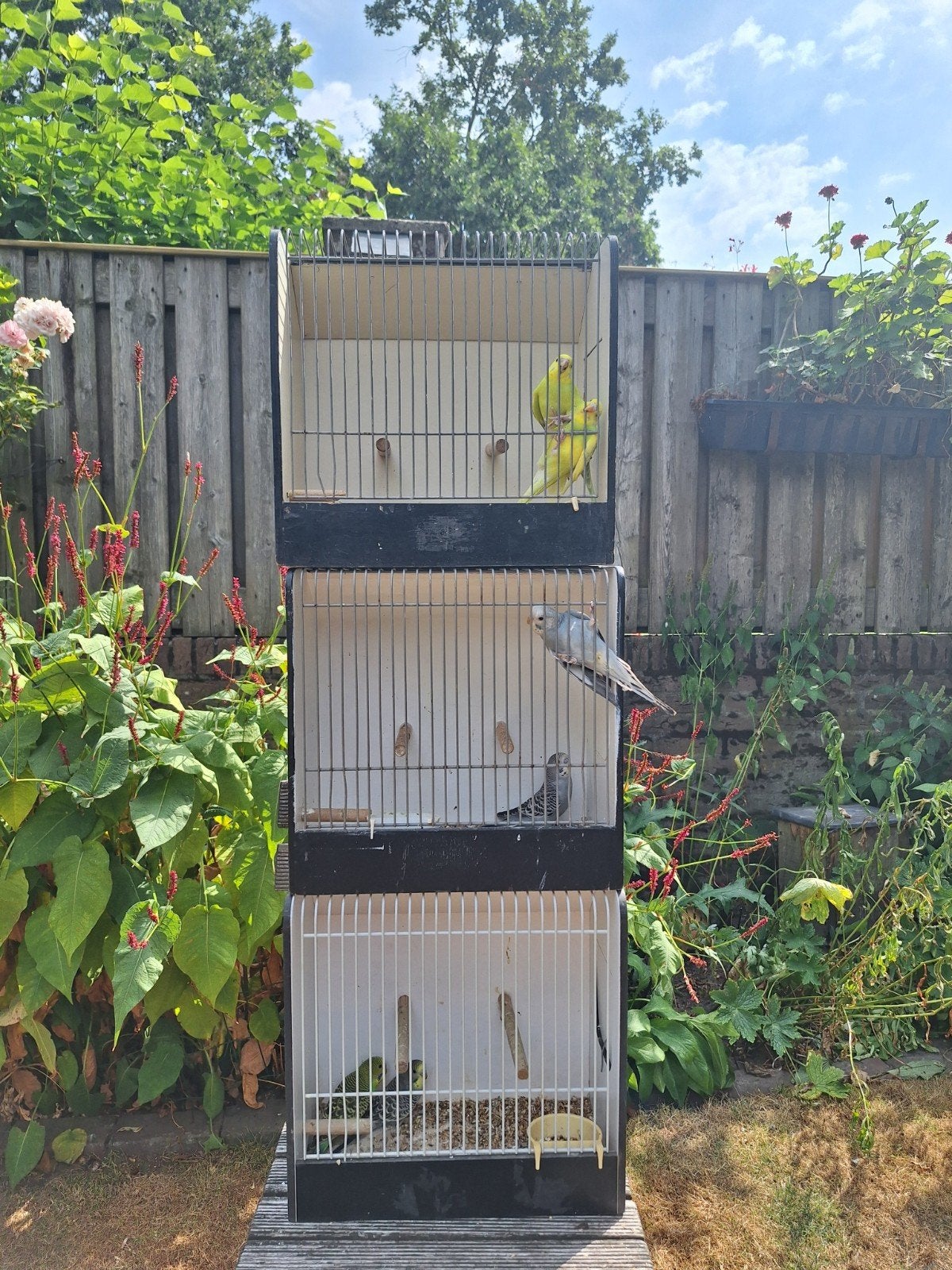 tekoop jonge parkieten om tam te maken, Meerdere dieren, Tropenvogel, Tam