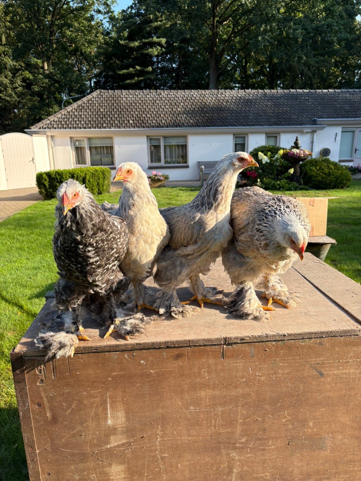 Brahma 3 hennen met haan, Dieren en Toebehoren, Meerdere dieren, Kip