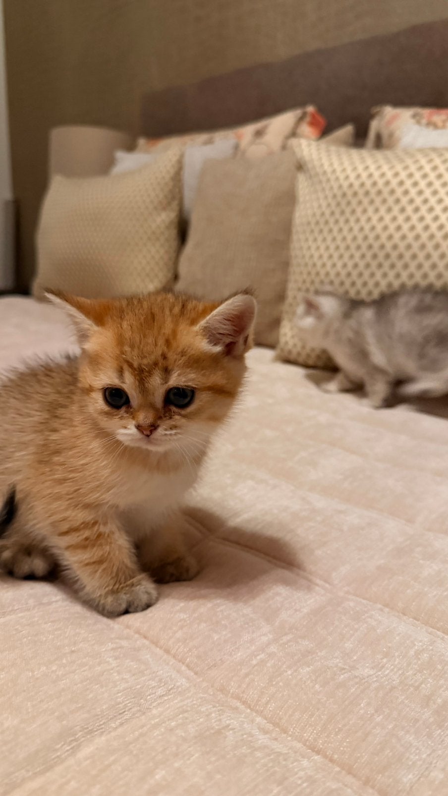 Britse Kortharen kittens (puur ras), Dieren en Toebehoren, Meerdere dieren