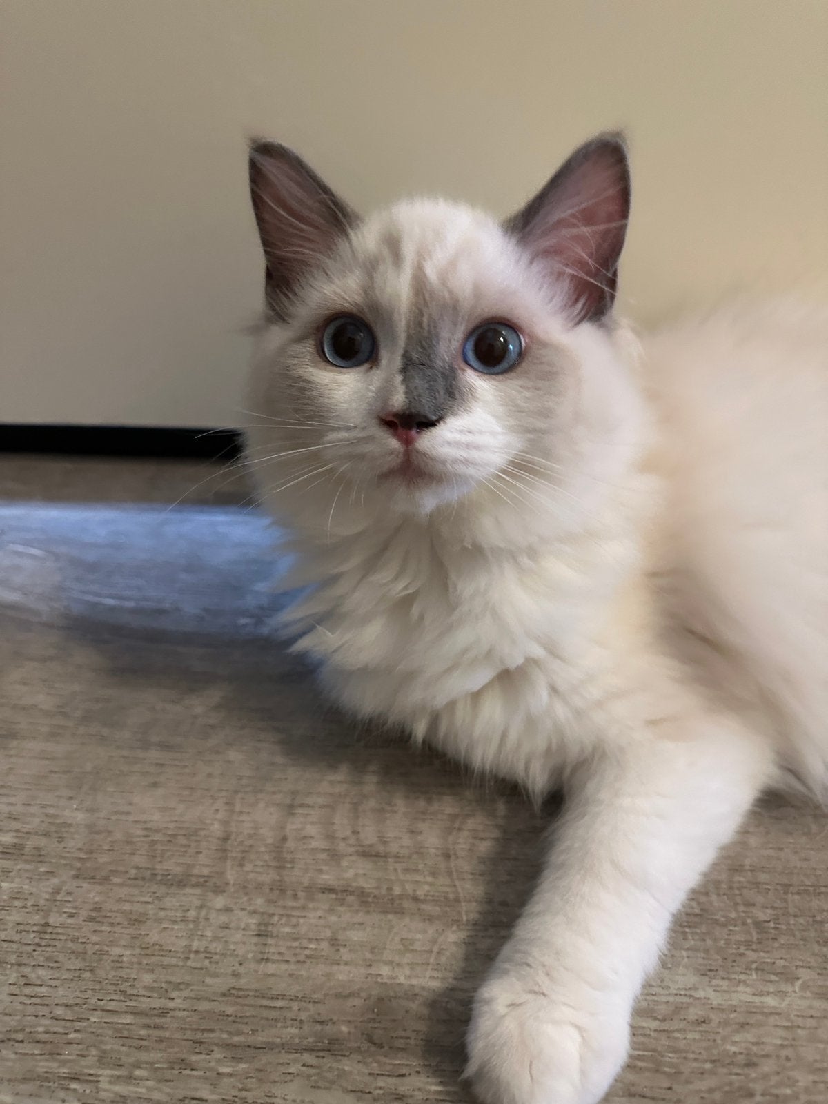 Nog 1 Ragdoll katerjes te koop (zonder stamboom), Dieren en Toebehoren, Meerdere dieren, Gechipt