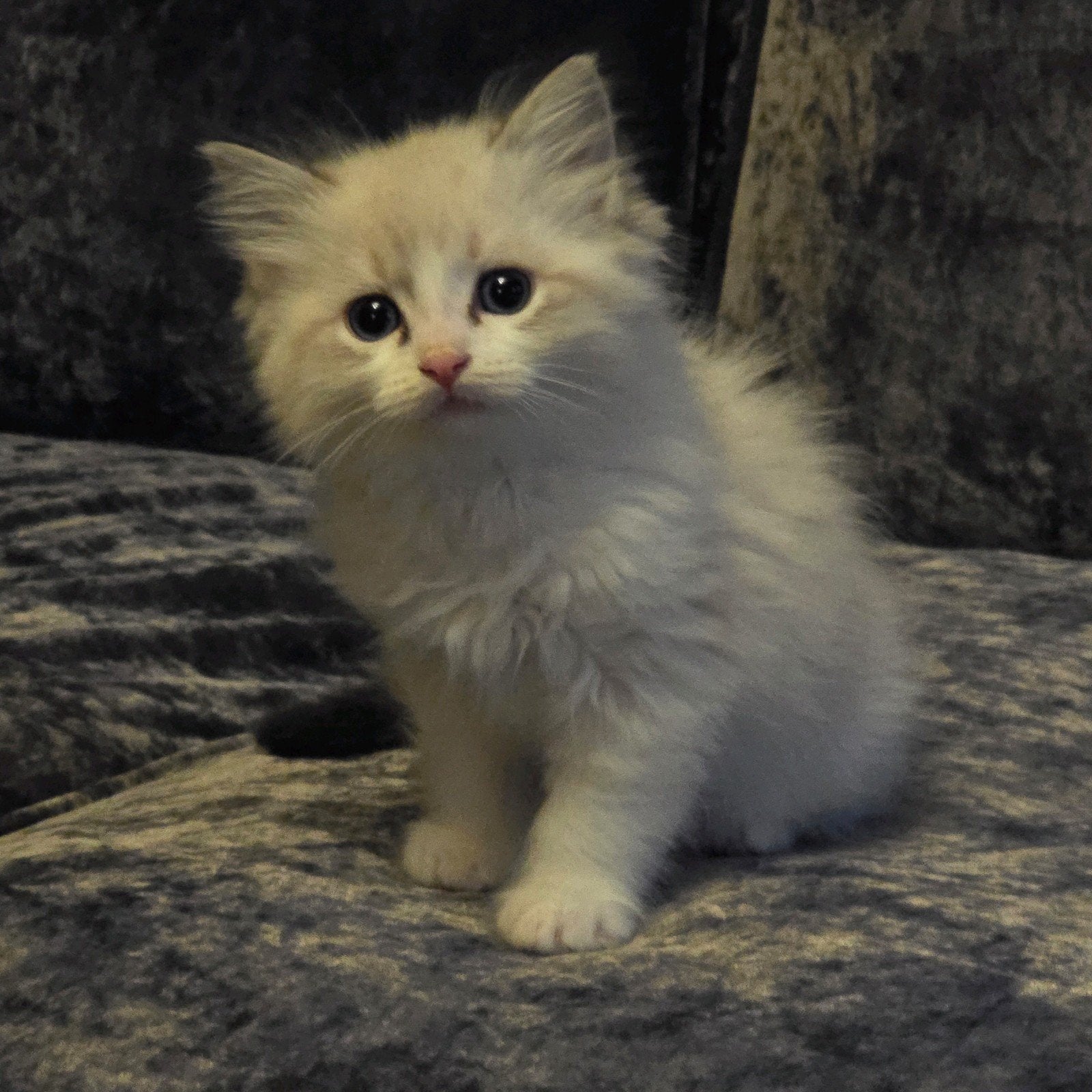 😻Ragdoll kittens😻 beiden ouders getest HCM-PKD-CIN, Meerdere dieren, Gechipt