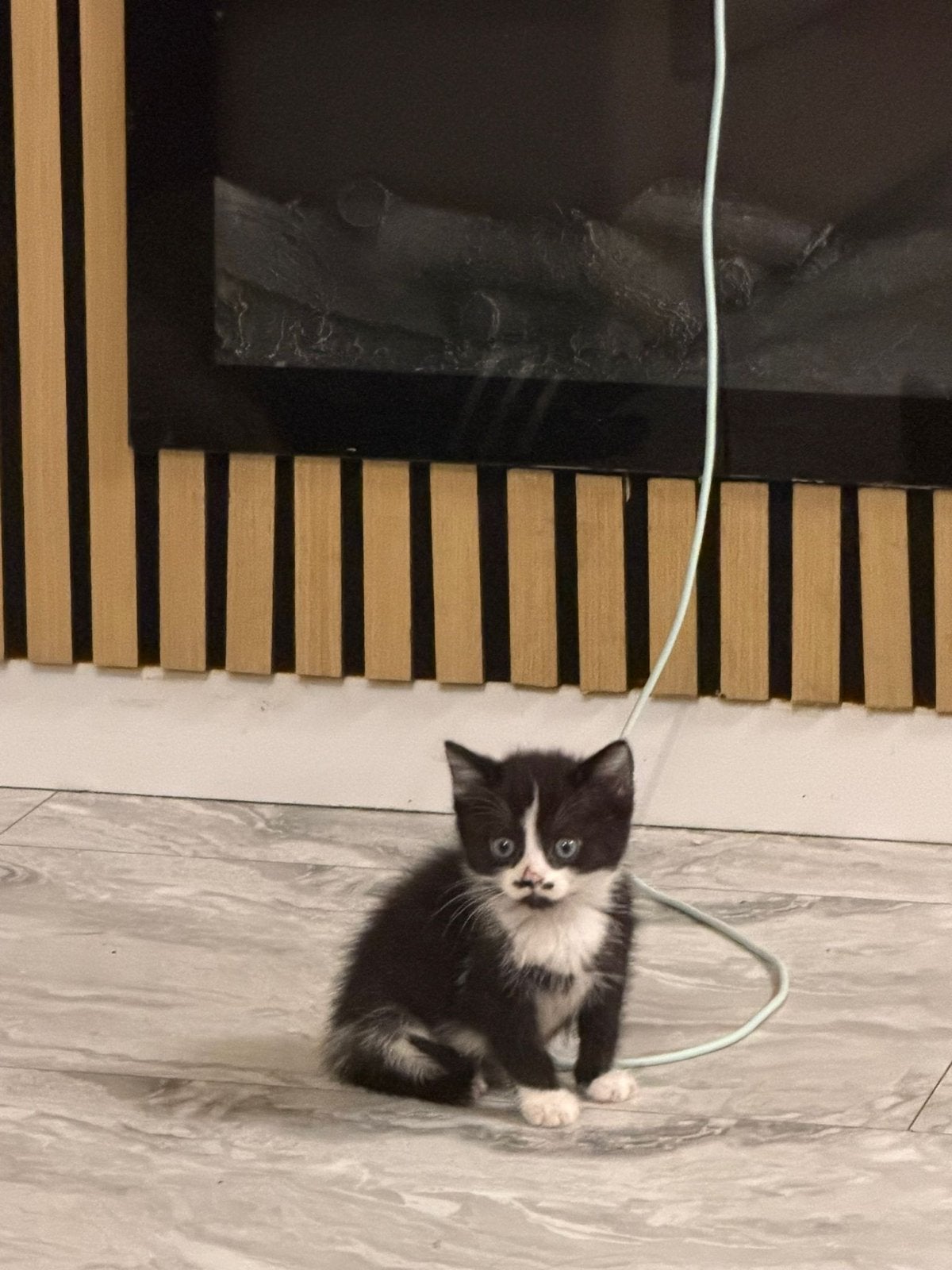 Laatste Halve britse korthaar kitten, Dieren en Toebehoren, Meerdere dieren, Ontwormd