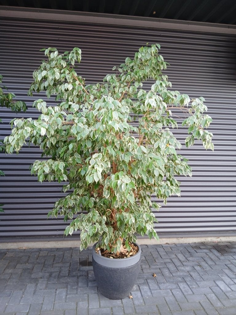 Grote Ficus Benjemina ? 250 cm, Ophalen, Ficus, 200 cm of meer, In pot