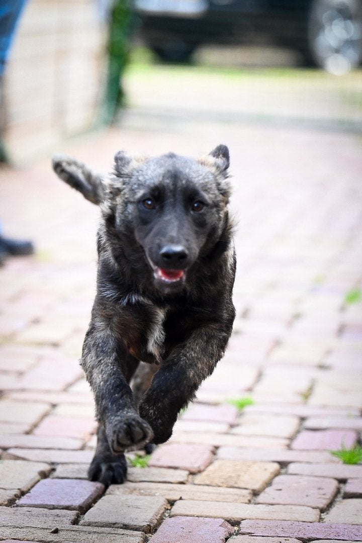 Gizmo teefje 5 maanden, Particulier, 15 weken tot 1 jaar, Buitenland, Teef