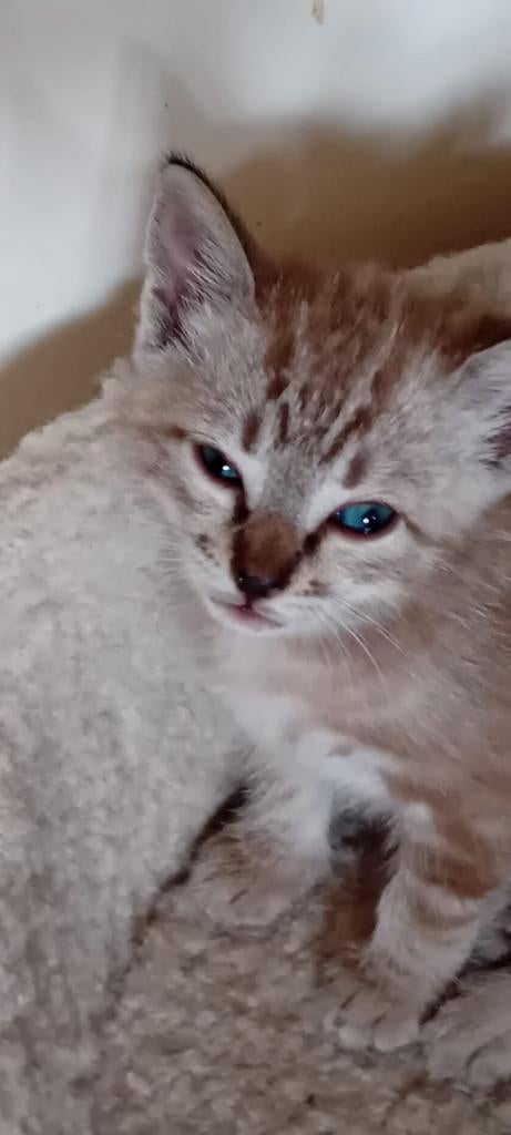 Kittens  Savanna-Begaal moeder Vader Britsekorthaar, Meerdere dieren, Ontwormd, 0 tot 2 jaar