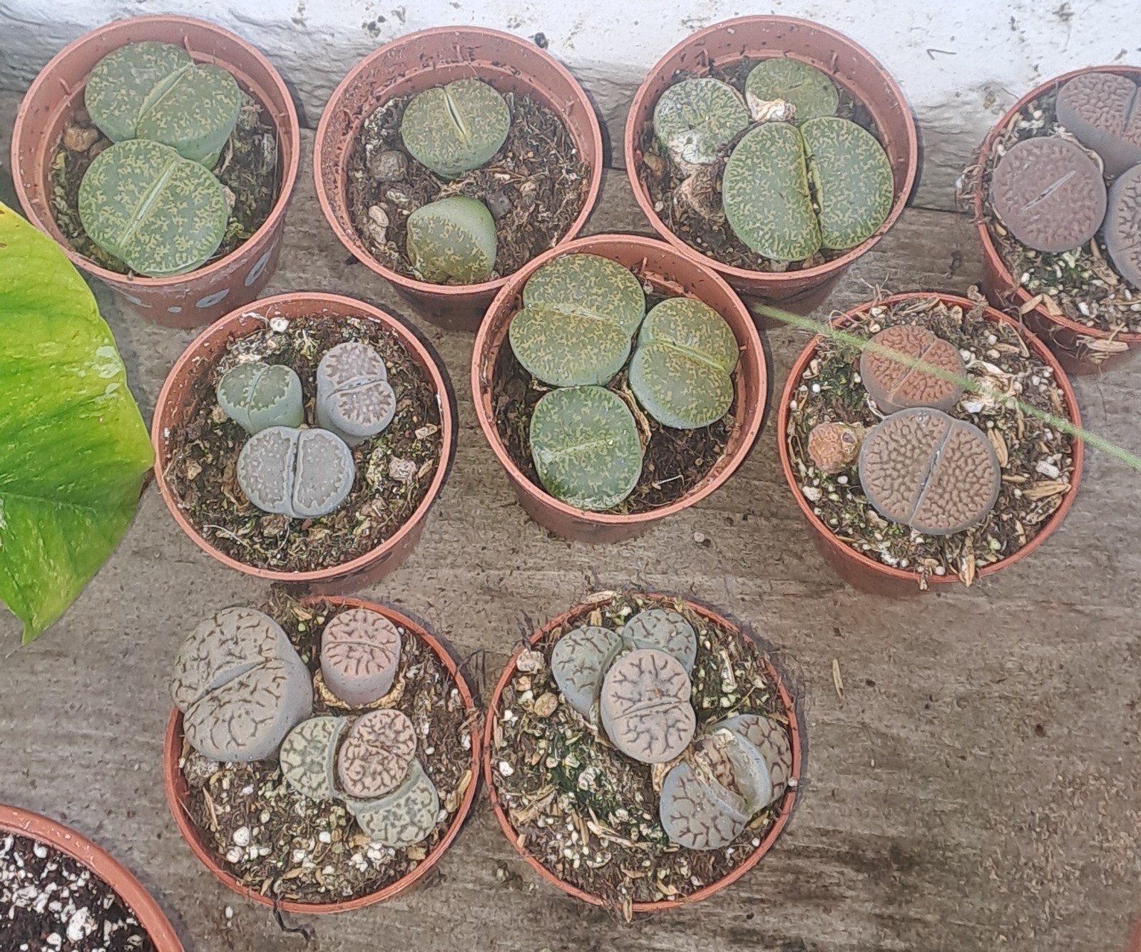 lithops oftewel levende steentjes, Ophalen of Verzenden, Halfschaduw, Minder dan 100 cm