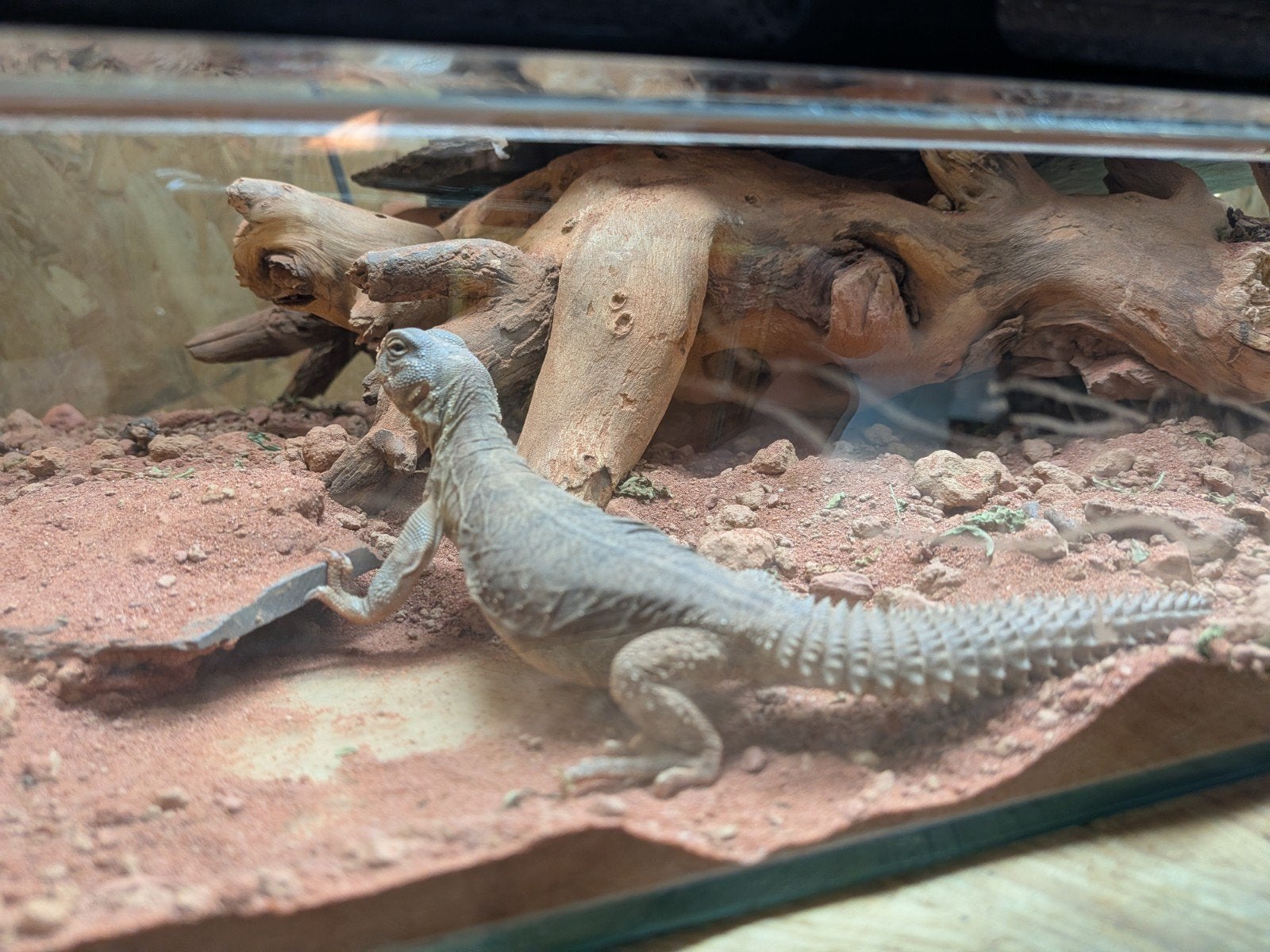 uromastyx, xenagama Taylori, pogona vitticeps Bearded Dragon photo 9