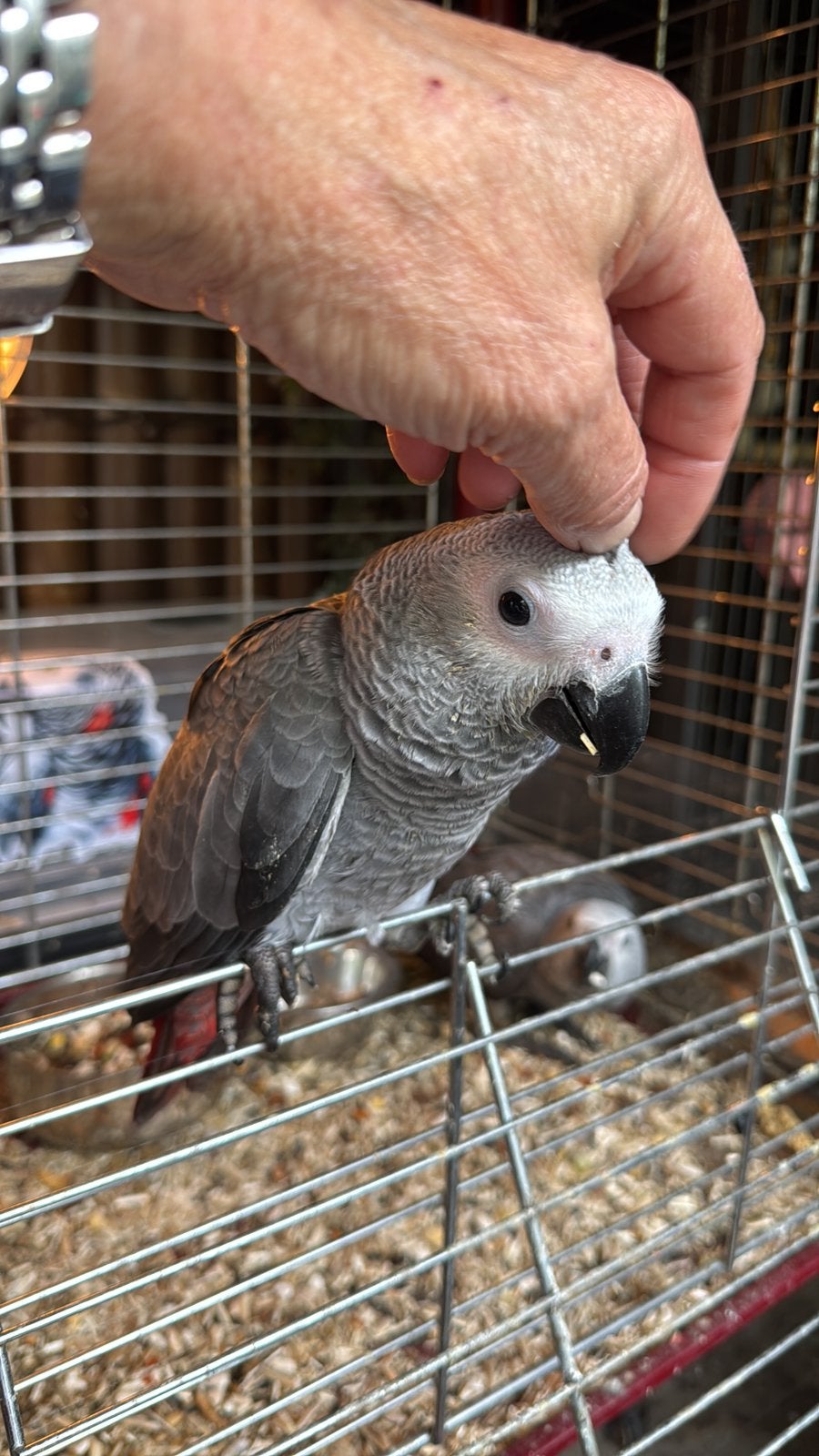 Supertamme congo grijze roodstaart, Dieren en Toebehoren, Mannelijk, Papegaai
