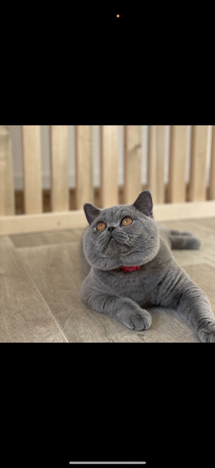 Britse korthaar dekkater, 0 tot 2 jaar