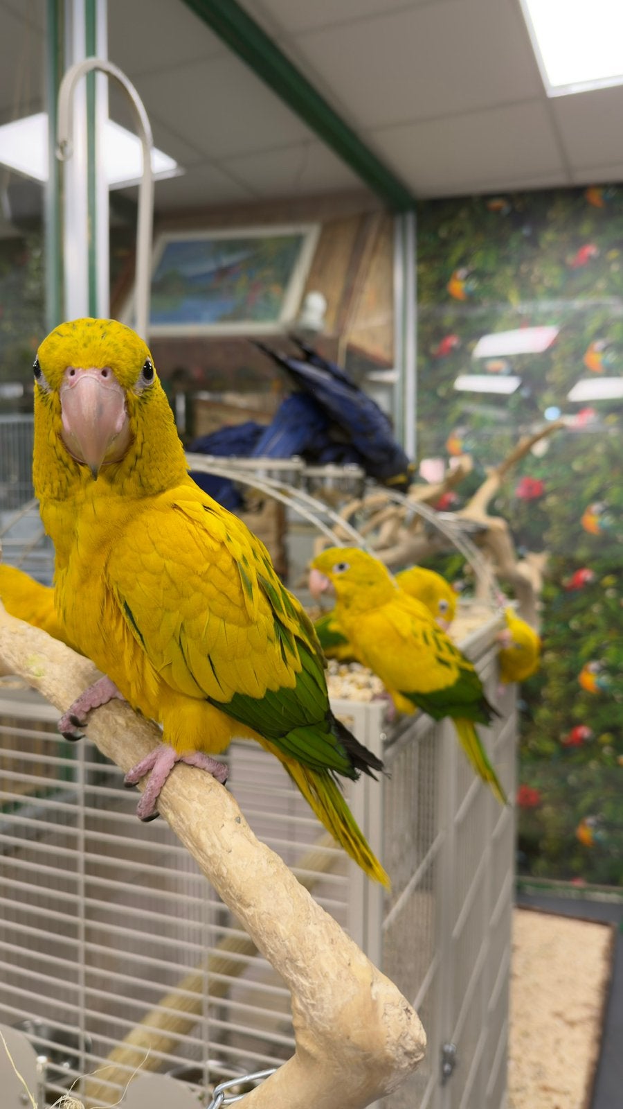 Baby’s Goudparkieten, Dieren en Toebehoren, Meerdere dieren, Papegaai, Pratend